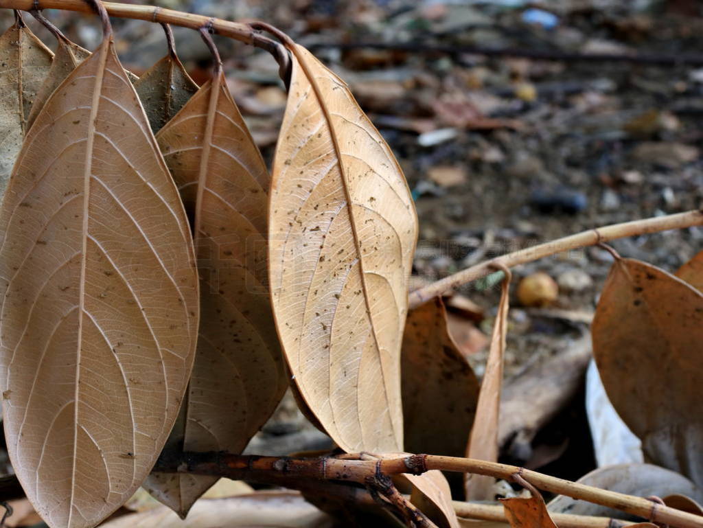Jackfruit leaves are dry,