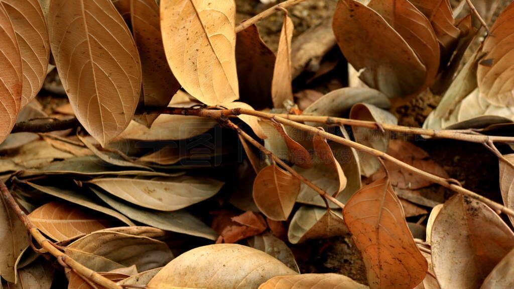 Jackfruit leaves are dry,