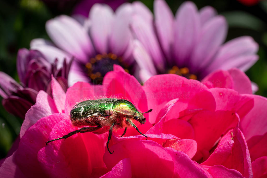 a gold-coloured rose beetle sits on a red flower of a flower in