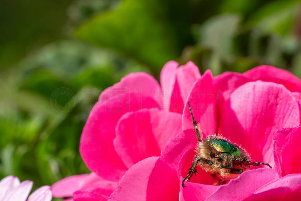 a gold-coloured rose beetle sits on a red flower of a flower in