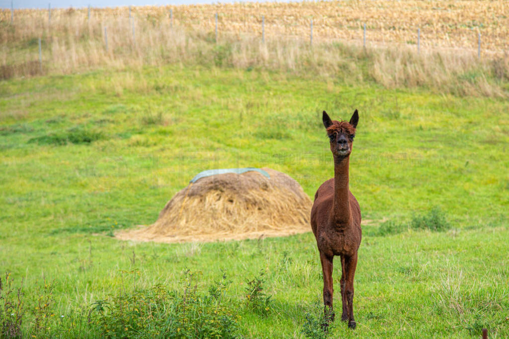 a brown shorn alpaca stands on a meadow and looks into the came