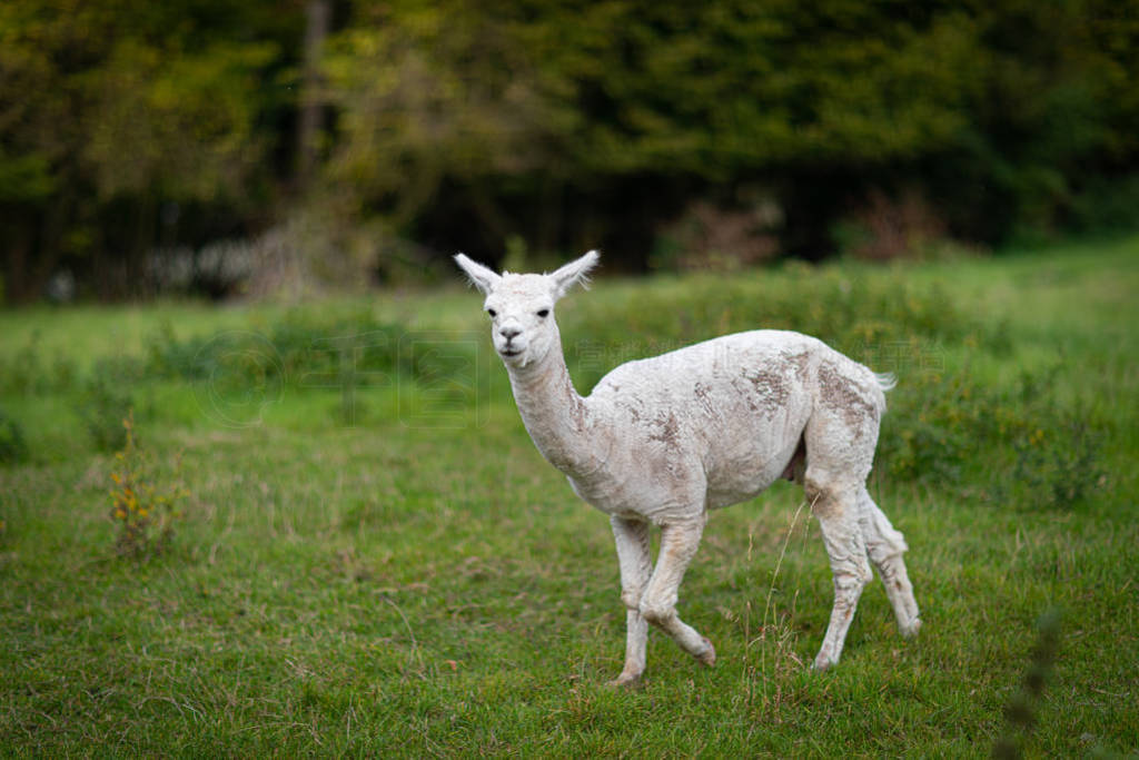 a white shorn alpaca stands on a meadow and looks into the came