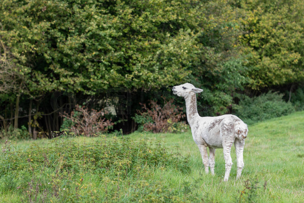 a white shorn alpaca stands on a meadow and looks into the came