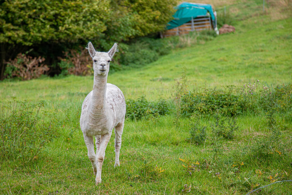 a white shorn alpaca stands on a meadow and looks into the came