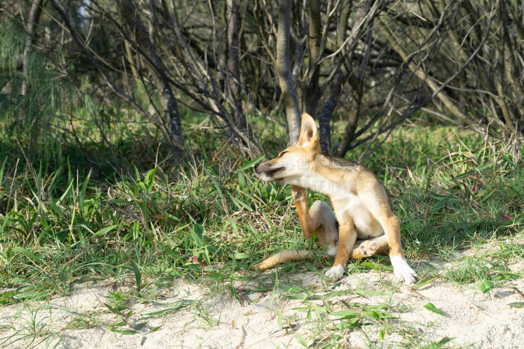 young australian dingo walking on the beach looking for food