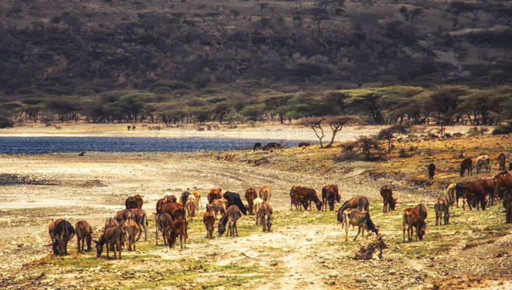 A herd of cattle