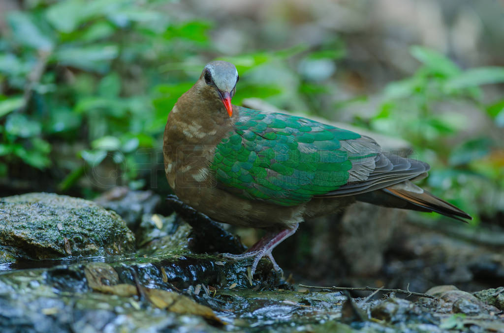 Emerald dove or Green Pigeon