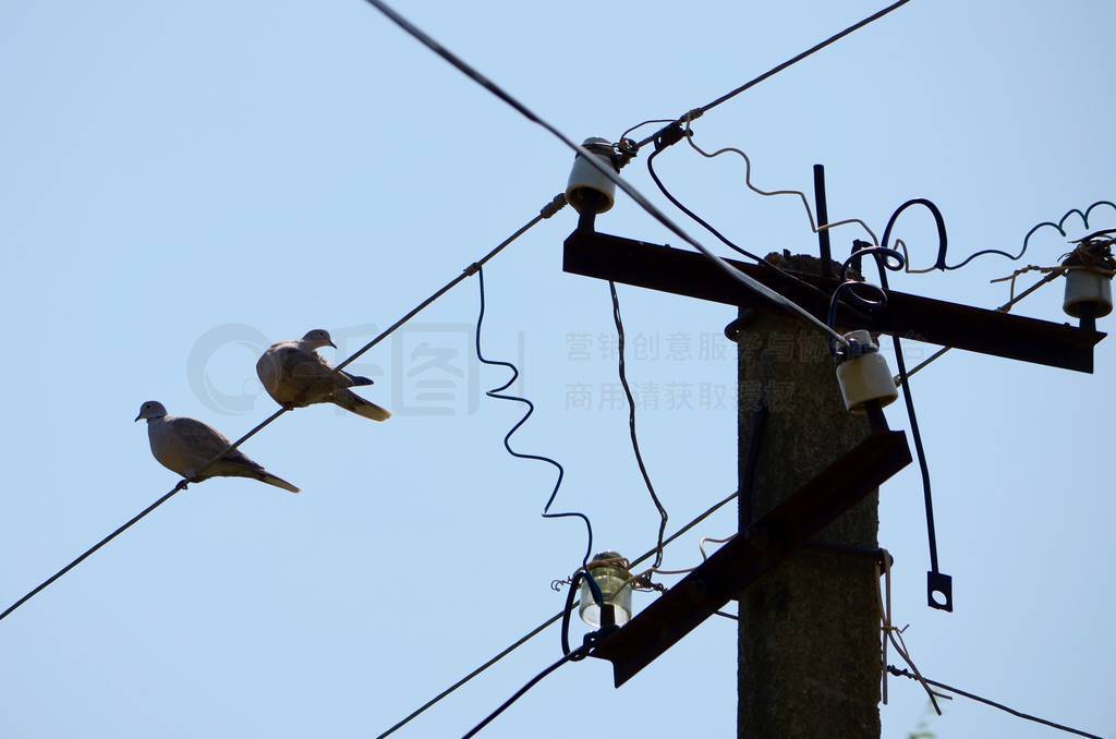 Two pigeons on the wire of an electric pole.