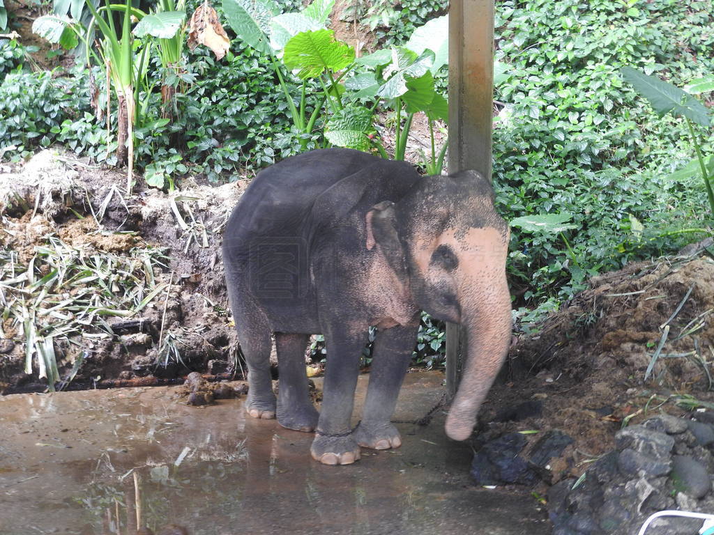 Elephant Safari in the picturesque Dao Pak Park in Thailand.