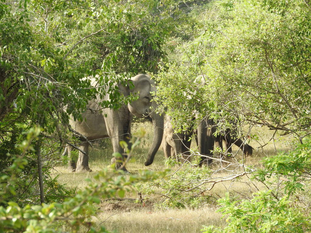 Elephants in Sri Lanka. Two young Asian elephants in the Nationa