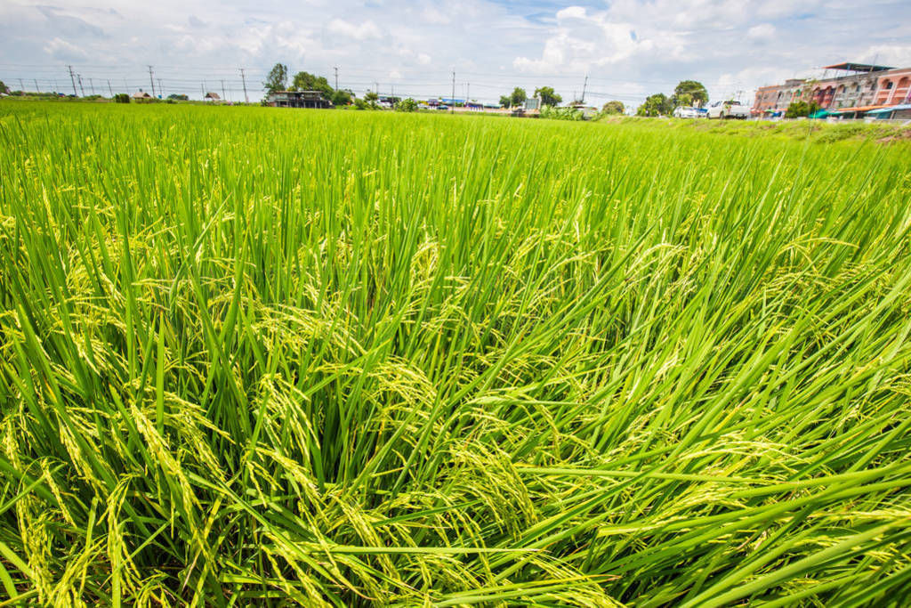 Paddy rice plantation field ready for harvest