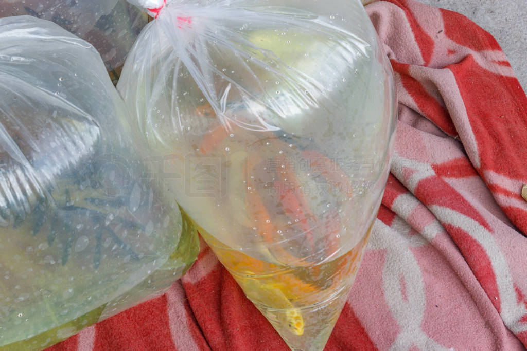 Aquarium fishes packed in a plastic bag for sale in a market in