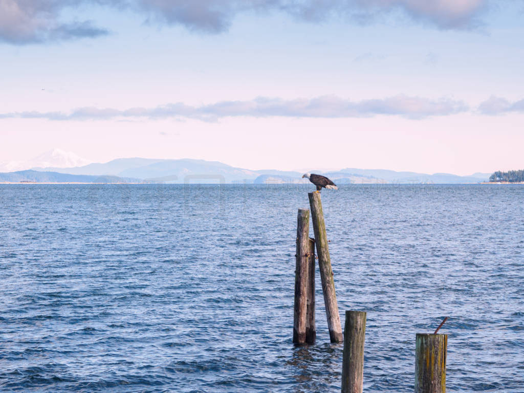 Bald Eagle on piles at the shore. Sidney, BC, Vancouver Island,