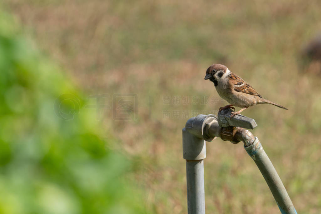 侲ӡȸPasser montanus̰أˮͷˮΡдƬ