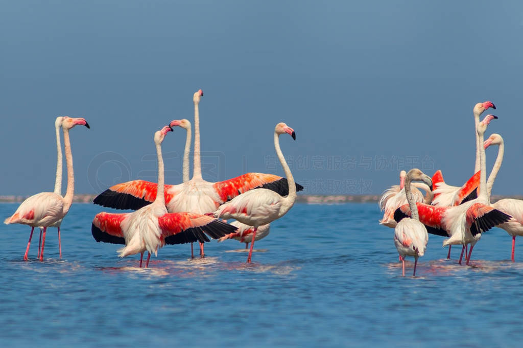 Group of African white flamingo birds and their reflection on t