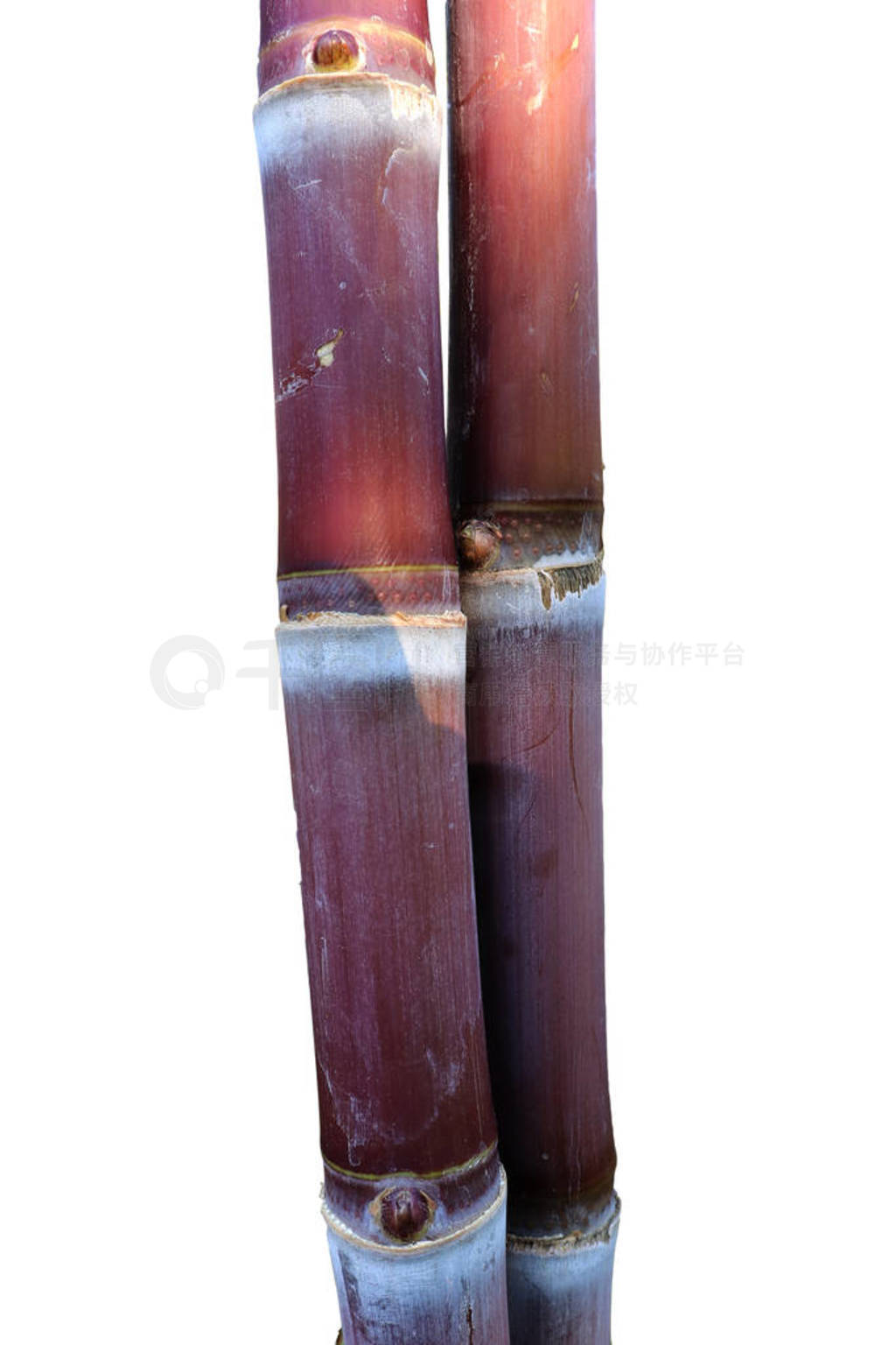 Sugar cane, Cane, Sugarcane piece fresh, sugar cane isolated on