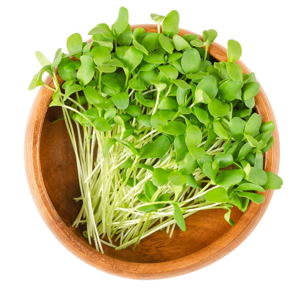  microgreens ľѿҲΪͨѡʳѿ, ɫ, ֲҶʳƷƬд