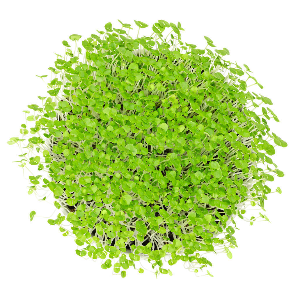  microgreens ڰɫ볬ɫѿ, ѿ, ֲԶѷʡյҶ, ΰ, ʥԼɪ