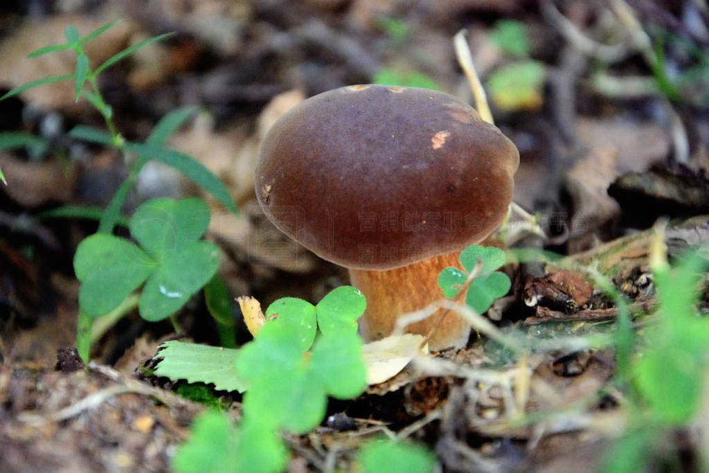 Boletus edulis cep penny bun porcino porcini mushroom close-up