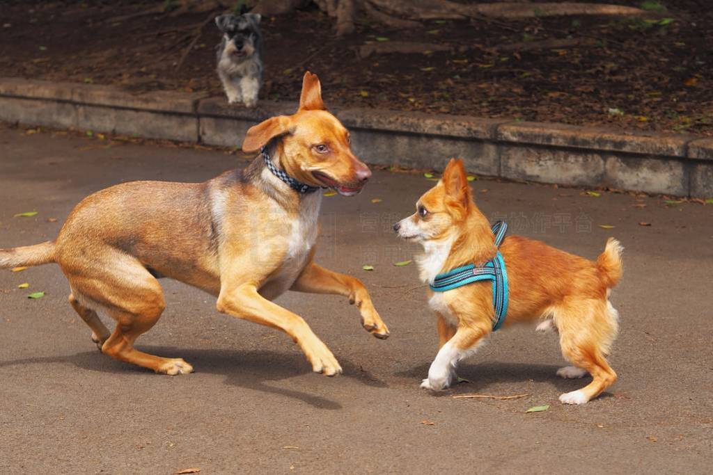 Two beige dogs face each other, ready to jump, playing on the do