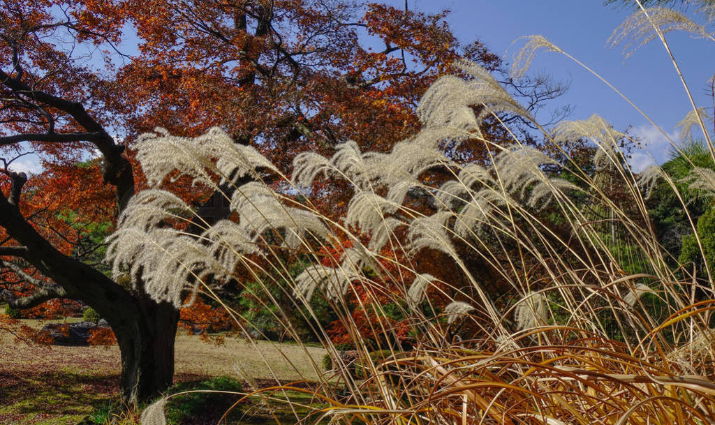 Reeds at autumn park