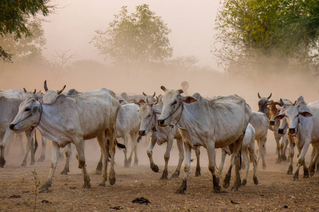 Cows on dusty road at sunset