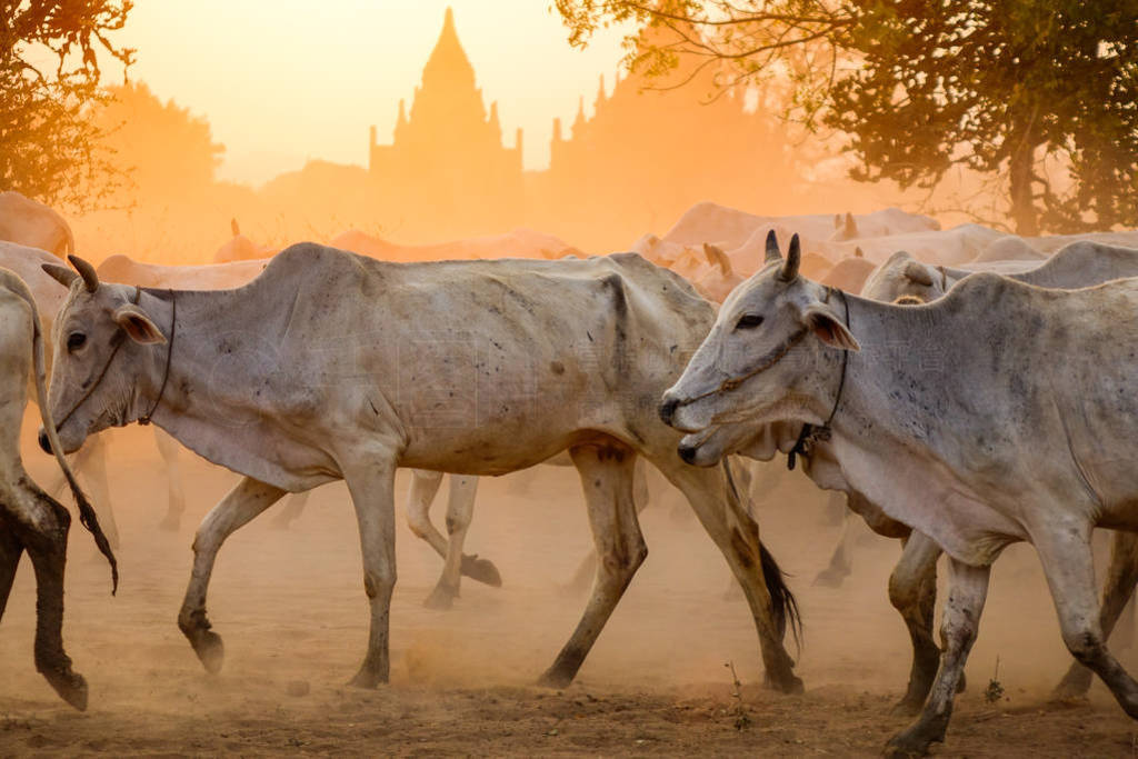 Cows on dusty road at sunset