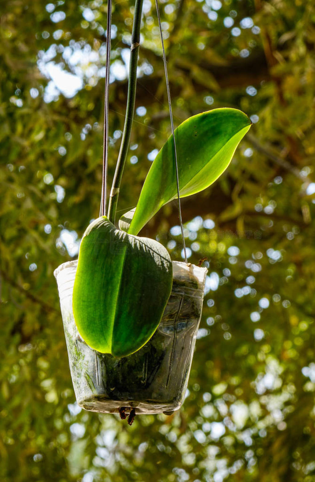 Hanging orchid plants