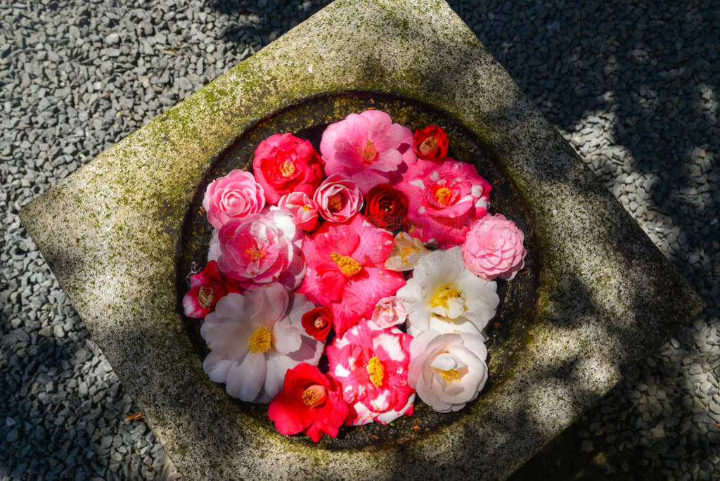 Camellia flowers floating on the stone pot