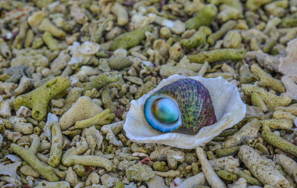 Snail with blue sea background