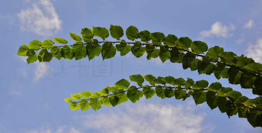 Green leaves against the blue sky