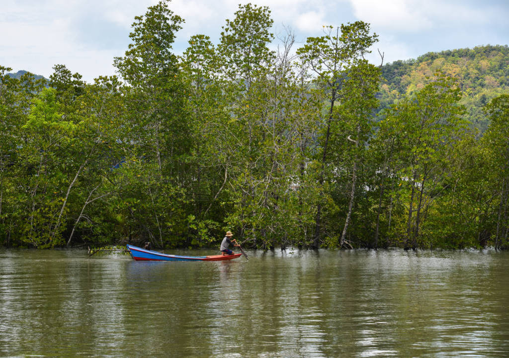 Mangrove jungle at summer day