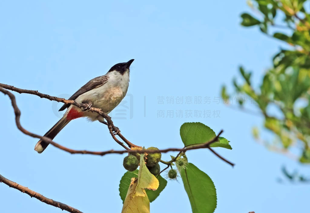 Close up Sooty-headed bulbul Bird Perched on Branch Isolated on