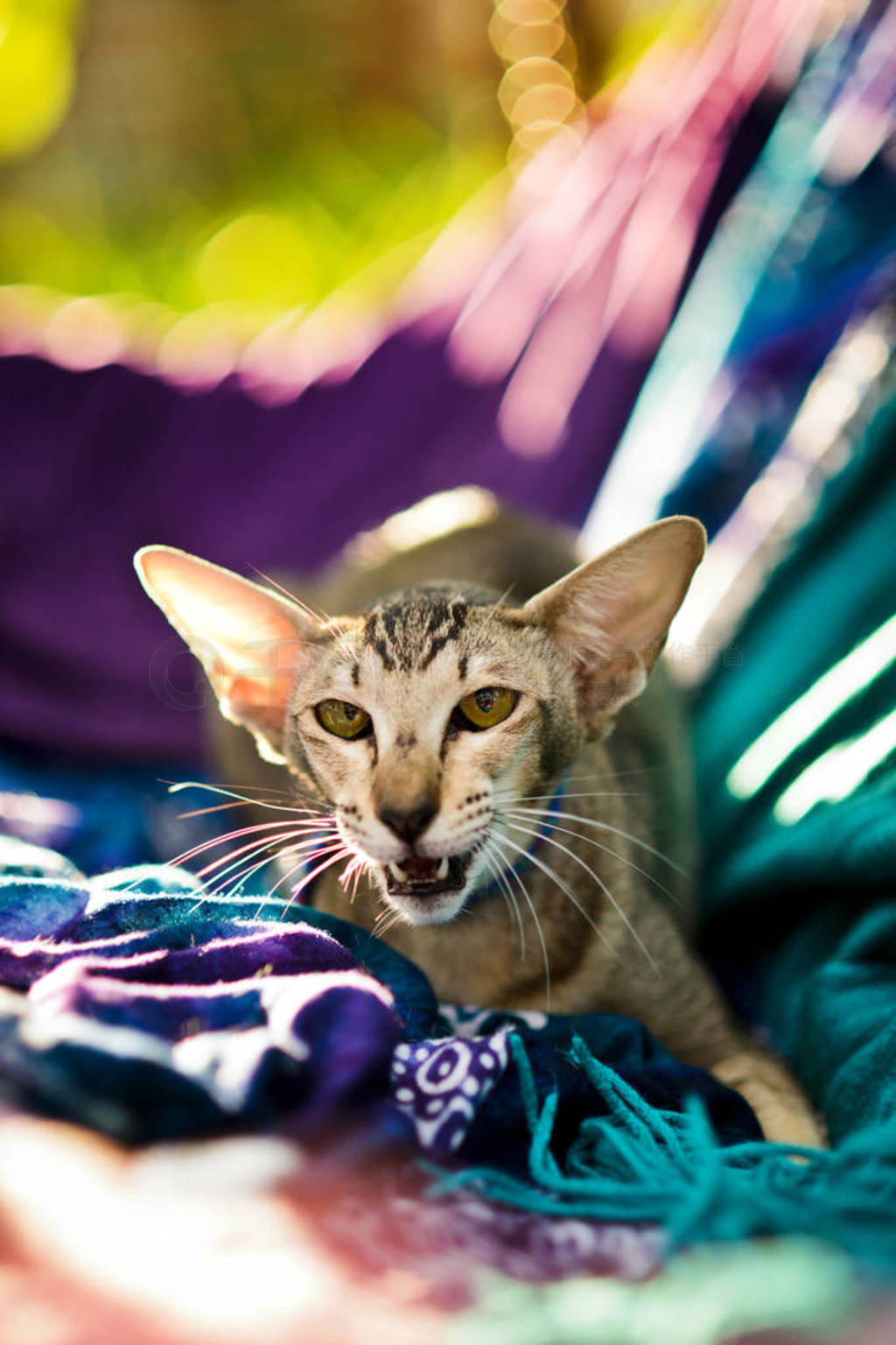 nervous oriental shorthair cat with open mouth