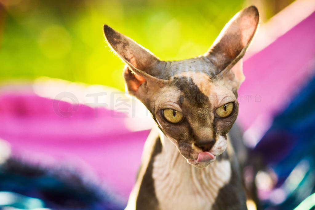 sphynx cat licking nose with tongue, ears turned sideways back