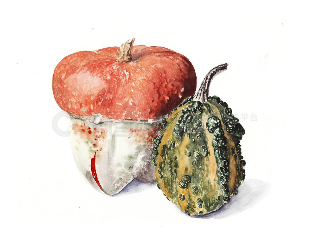 watercolor realistic illustration of bright pumpkin