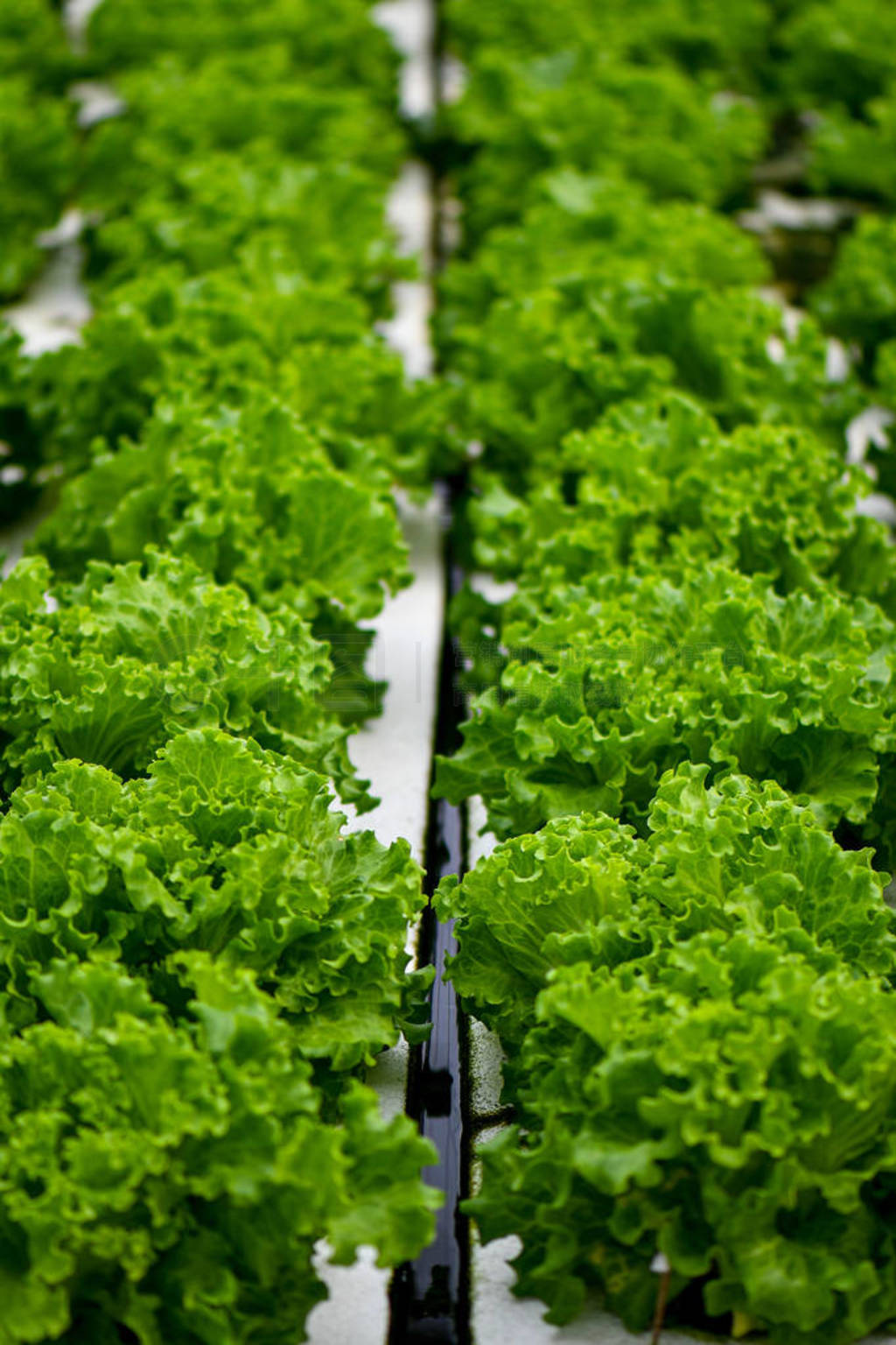 Hydroponic lettuce farming on white styrofoam.