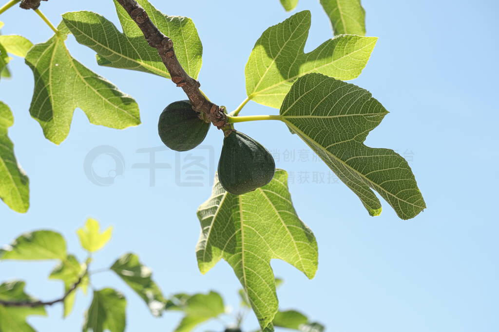 Green italian figs plant leaves branch blue sky background,fico