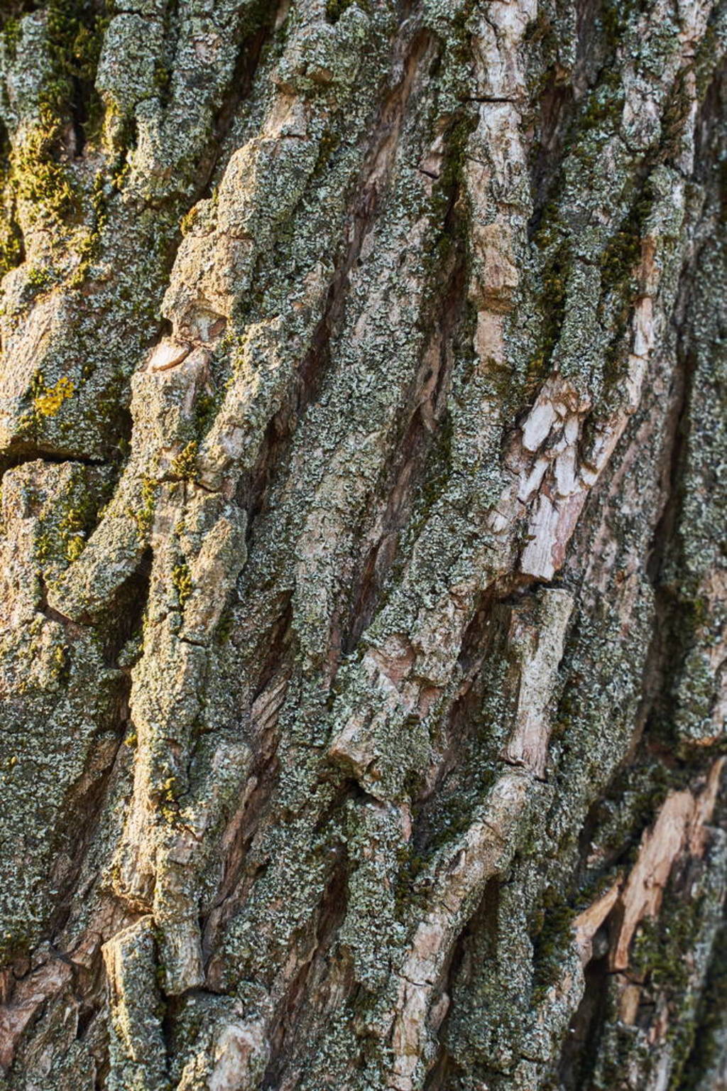 Rough texture of old tree with green and silver moss. Brownish-g