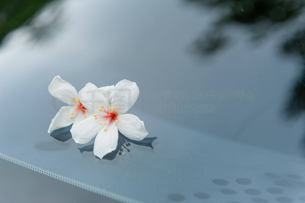 Two beautiful tung flowers fall on the windshield of the car,