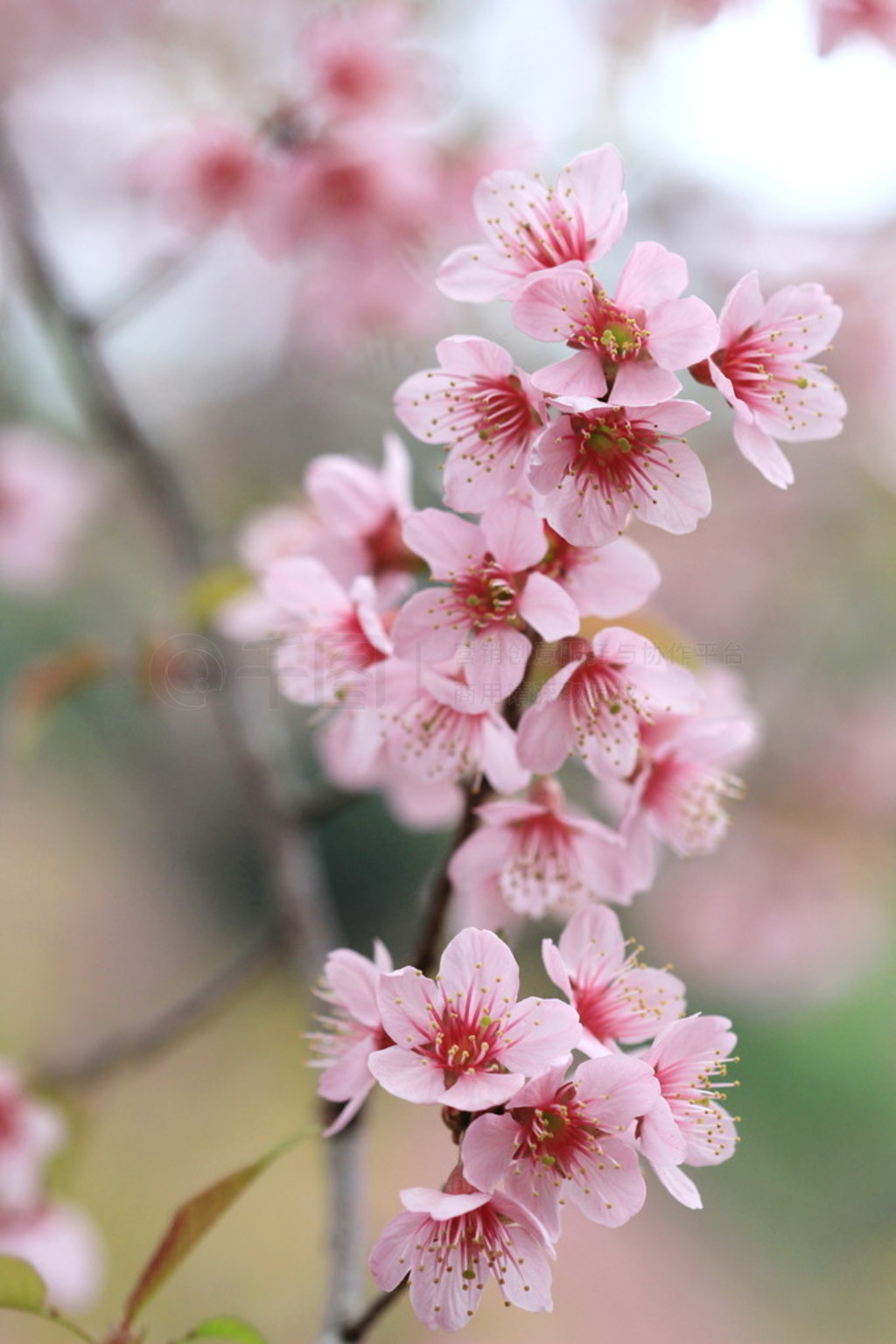 n?rbild detalj rosa sakura