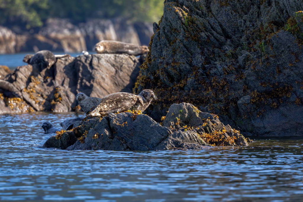 Harbor seal sitting on the rocks in Alaska