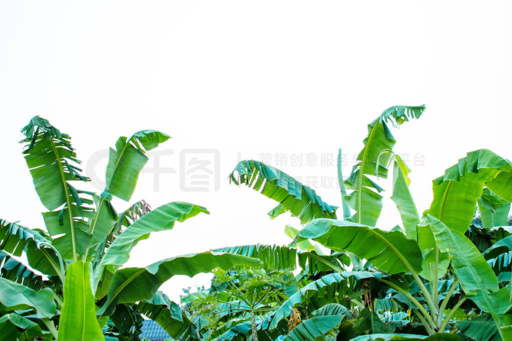 Evening banana leaf close up in the backyard in Thailand. Green