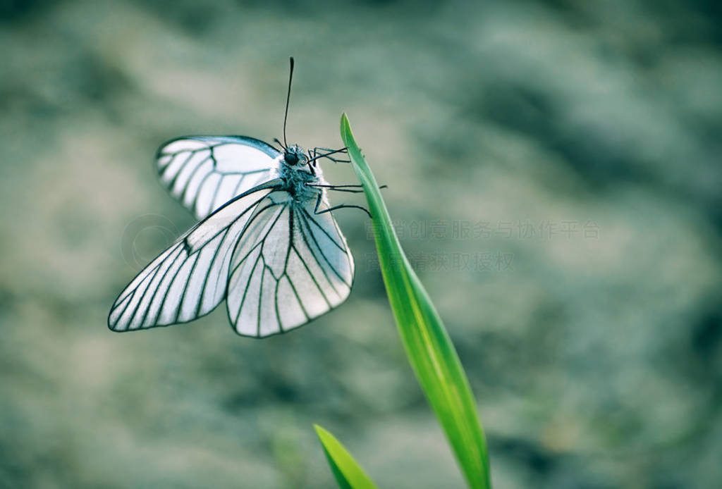 A lonely white butterfly that sits on the green grass