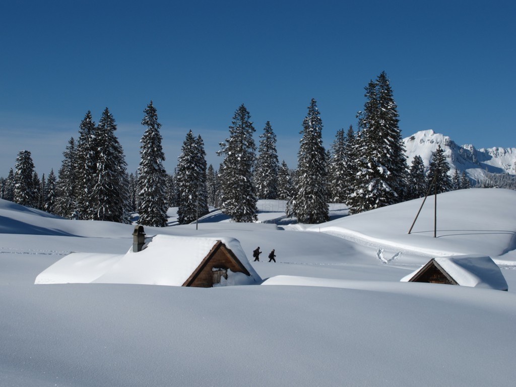  toggenburg