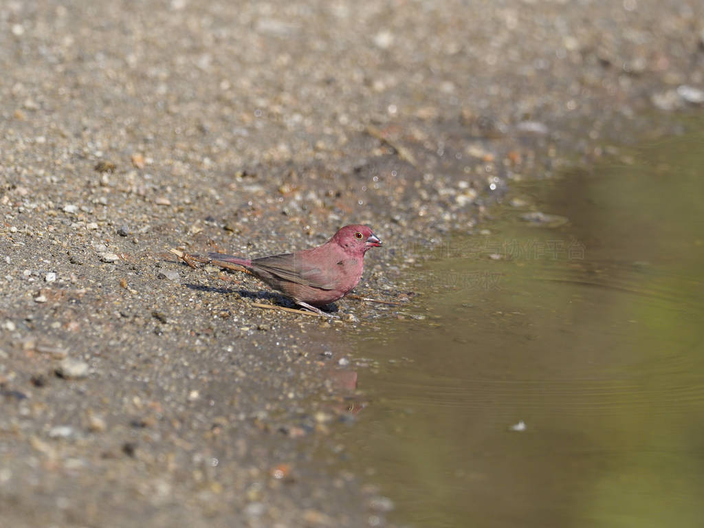  firefinch, Lagonosticta senegala, ˮ, ڸɴ, 20188