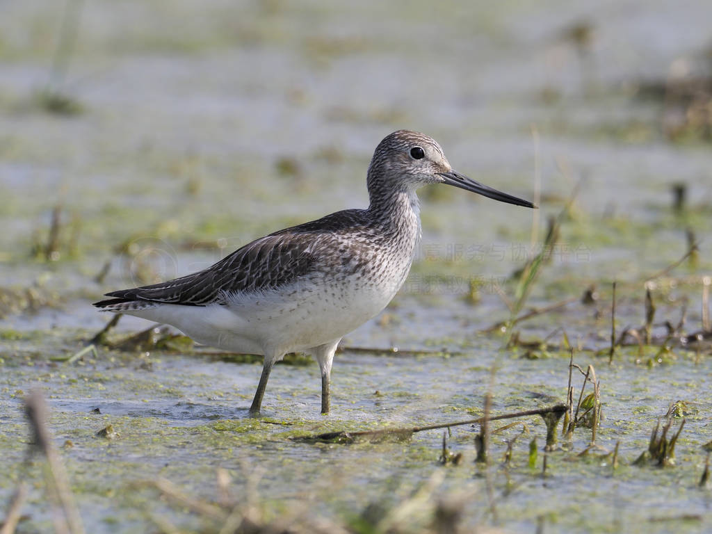 Greenshank, Tringa nebularia, ˮ, , 20189