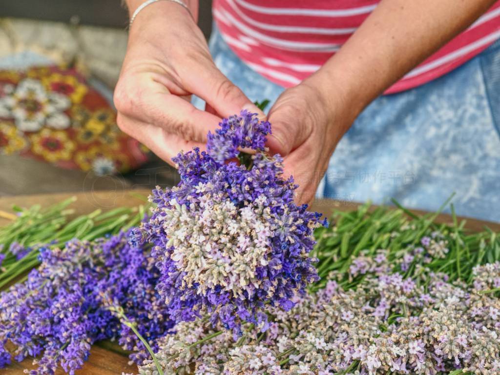 Female hands hold aromatic herbal stalks. French Provence