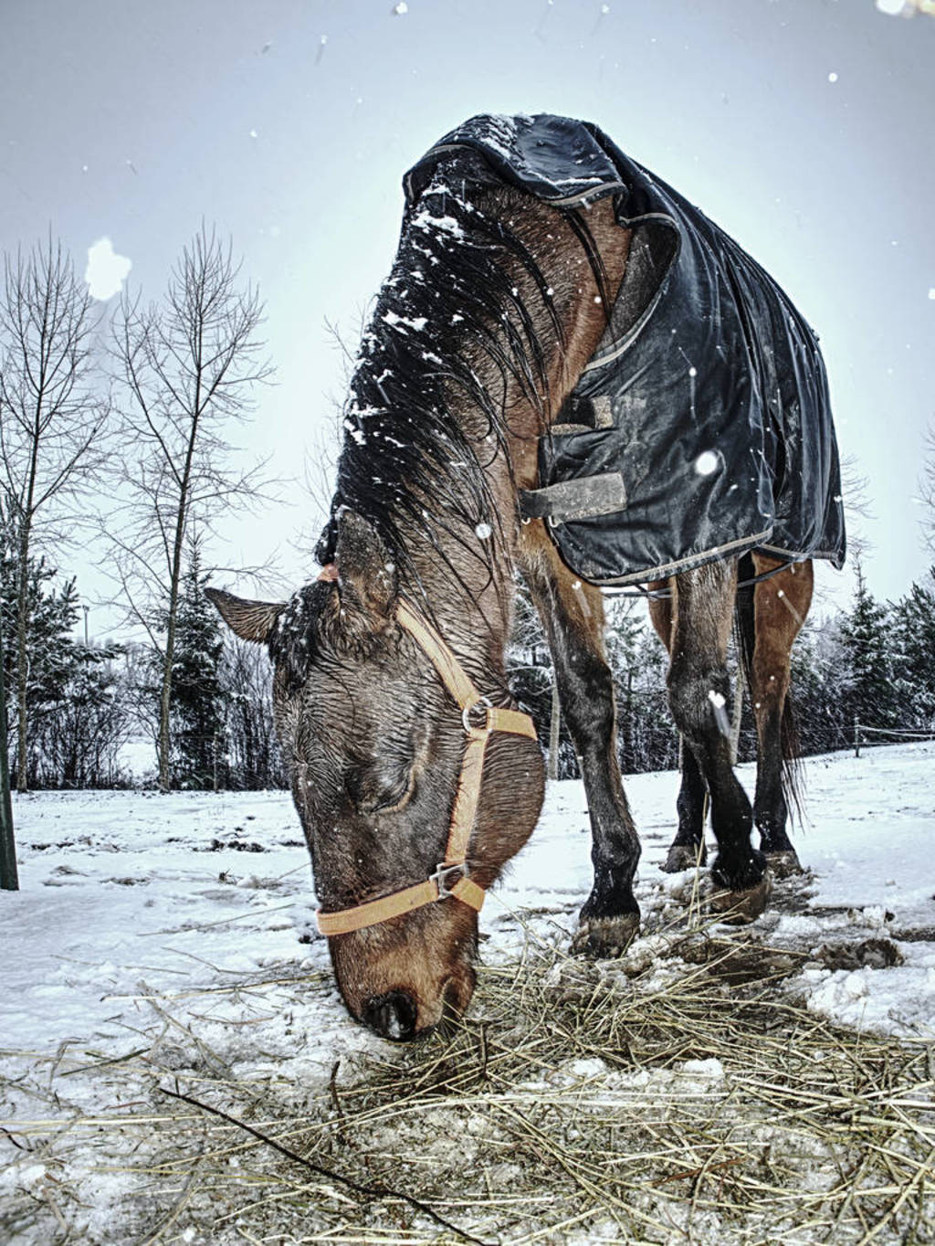 Brown horse in falling snow with close face
