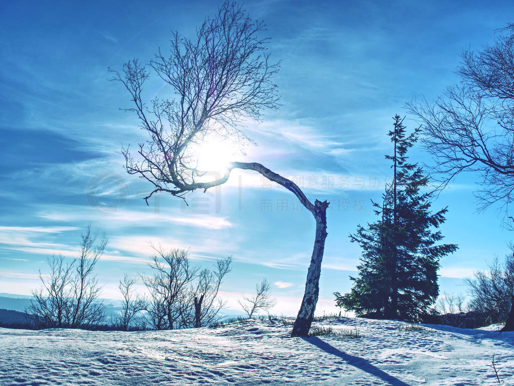 Lonely bent tree after many winter blizzards